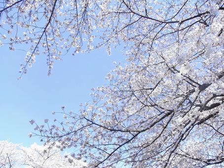桜 桜の写真