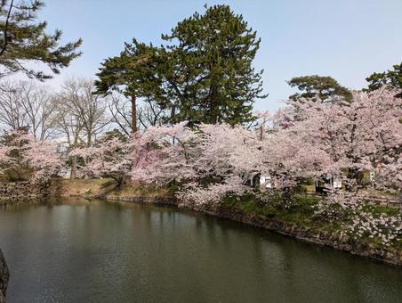 青森県弘前市 弘前公園 桜 9 青森県弘前市 弘前公園 桜 9 青森県,弘前市,弘前公園の写真素材