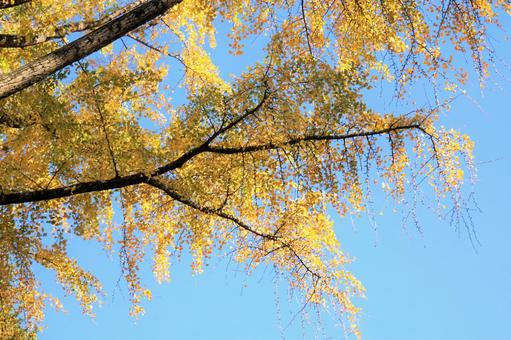 銀杏の紅葉 銀杏の紅葉の写真