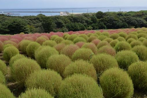ひたち海浜公園・色づき始めたコキア ひたち海浜公園・色づき始めたコキアの写真