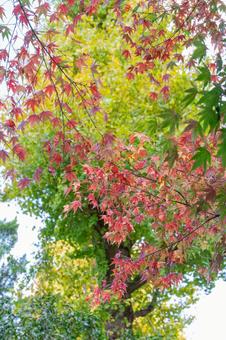 秋の気配・色づく紅葉 秋の気配・色づく紅葉 紅葉,モミジ,秋の写真素材