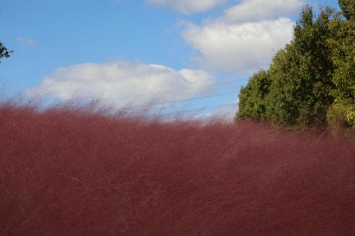 青空と白い雲とピンクのミューレンベルギア 青空,白い,雲の写真素材