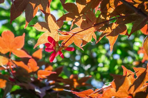 紅葉 紅葉の写真