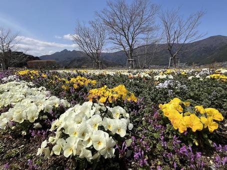 パンジーの花壇 02 パンジーの花壇 02 パンジー,サンシキスミレ,三色すみれの写真素材