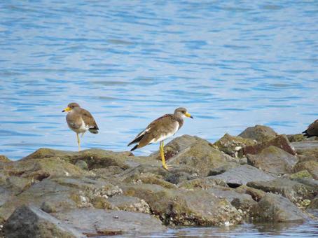 海辺に降り立った2羽のケリ 海辺に降り立った2羽のケリ ケリ,野鳥,動物の写真素材