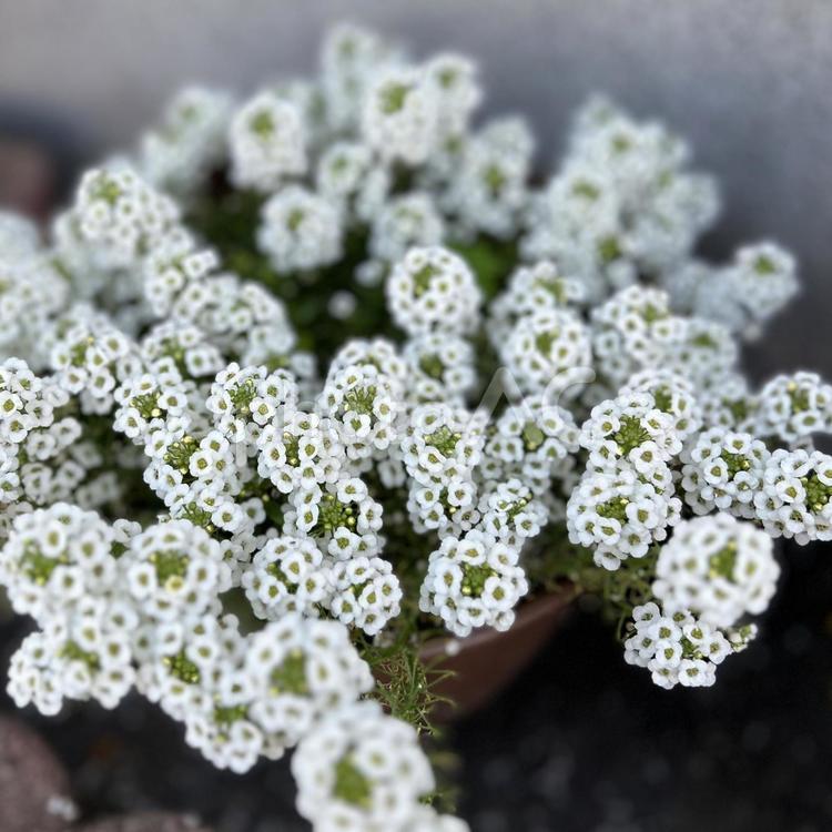 生活を彩る花たち 白い花,花,フラワーの写真素材
