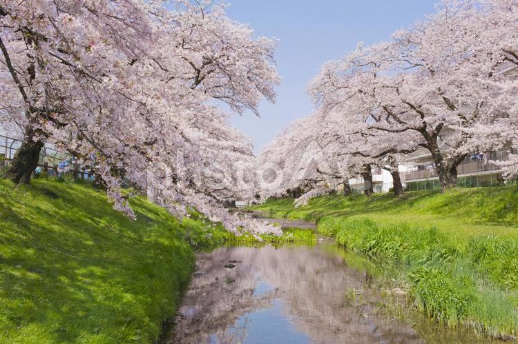 背景　川沿いの桜 背景,桜,花の写真素材