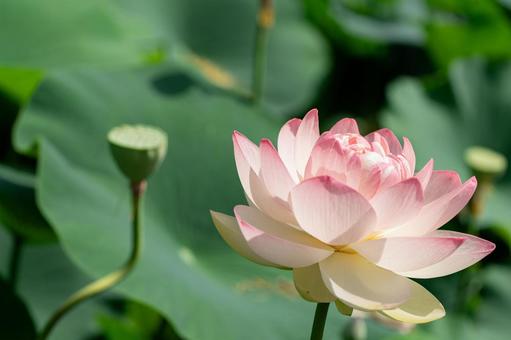 池に浮かぶピンクのハスの花 池に浮かぶピンクのハスの花 蓮,蓮の花,睡蓮の写真素材