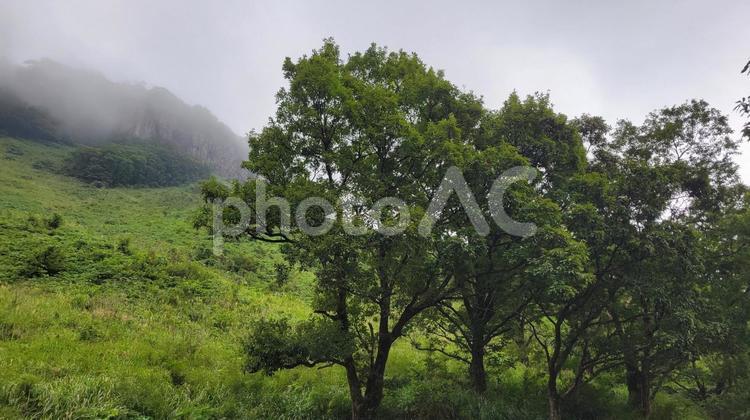 9月の自然 9月,自然,深緑の写真素材