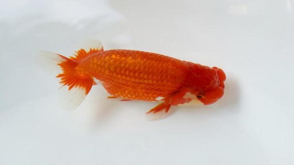 【魚の写真】らんちう(金魚) 【魚の写真】らんちう(金魚) ペット,水槽,魚の写真素材