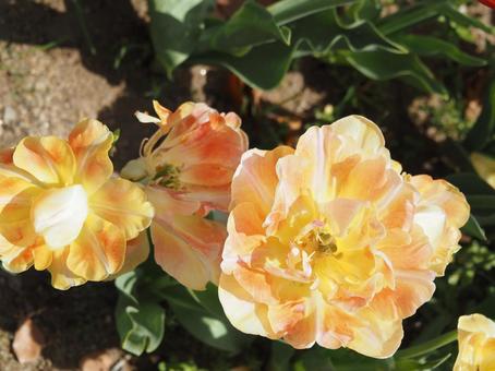 Photo, tulip, lare, spring, 