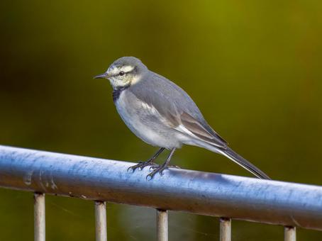 柵にとまるハクセキレイ ハクセキレイ,屋外,風景の写真素材