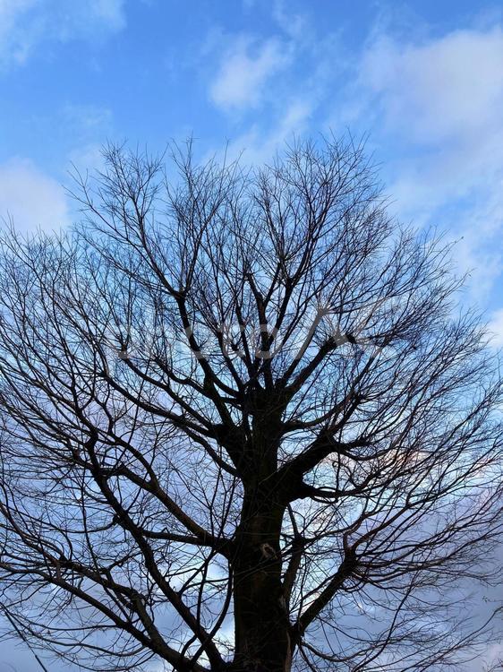 枯れ木 枯れ木,木,冬の写真素材