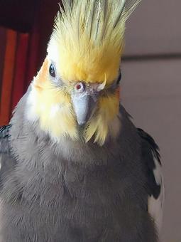 鼻に羽根が入ってるオカメインコ 鼻に羽根が入ってるオカメインコ オカメインコ,すまし顔,鳥の写真素材