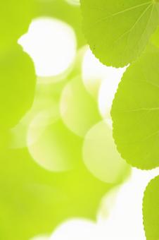 lightgreen lightgreenの写真