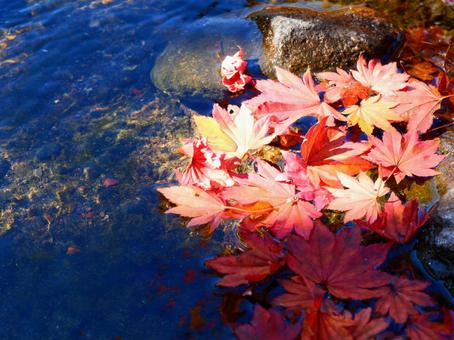 秋の涼しさ 秋の涼しさ 紅葉,もみじ,秋の写真素材