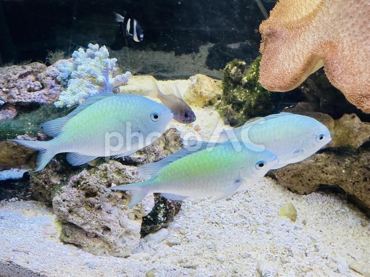 水槽で泳ぐデバスズメダイとサンゴの風景 熱帯魚,デバスズメダイ,魚の写真素材