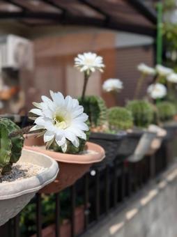 サボテンの花 サボテンの花の写真