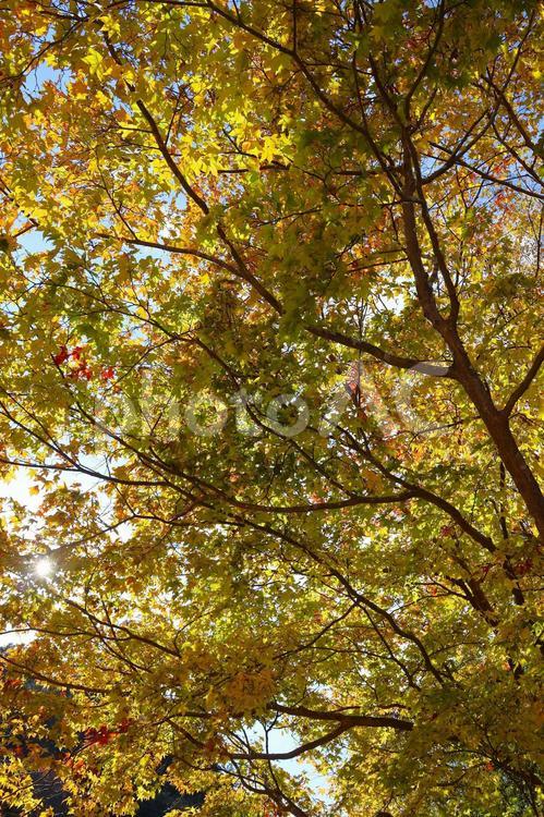 １２月上旬のさぬき市多和地区の紅葉 背景,紅葉,植物の写真素材
