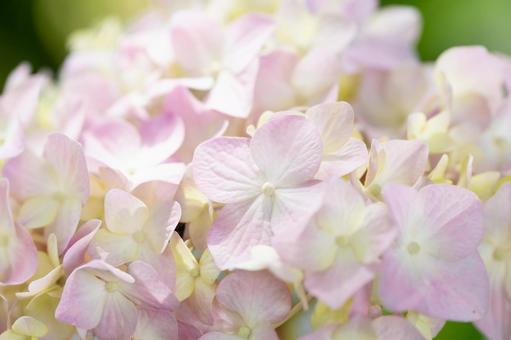 梅雨に咲く淡くピンクのアジサイ 梅雨に咲く淡くピンクのアジサイ 紫陽花,アジサイ,梅雨の写真素材