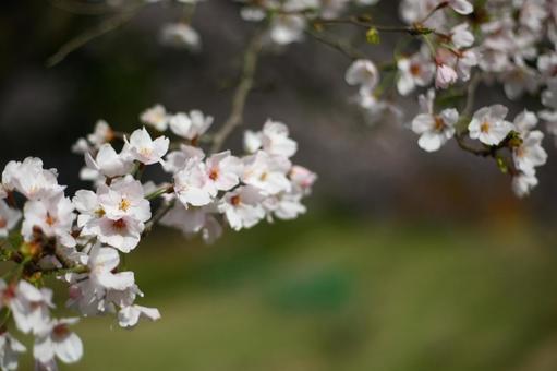 桜 桜の写真