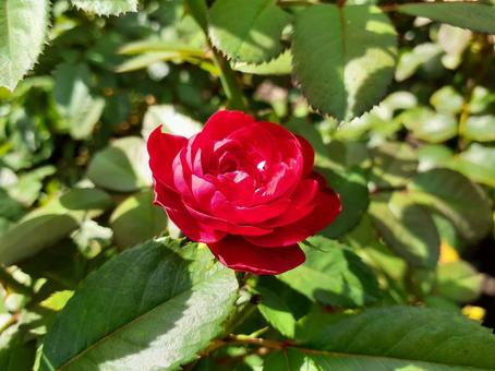 赤い薔薇の写真