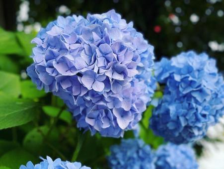 Hydrangea, JPG