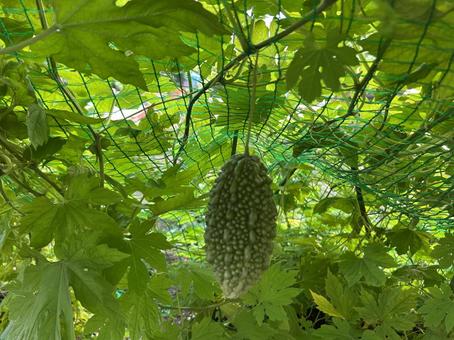 ゴーヤの実る夏の庭 ゴーヤの実る夏の庭 ゴーヤ,ツルレイシ,夏野菜の写真素材