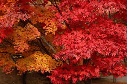 もみじ湖の紅葉 紅葉,11月,赤の写真素材