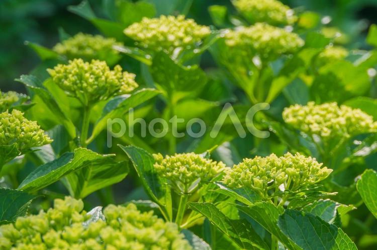 権現堂のアジサイ 紫陽花,梅雨,雨期の写真素材