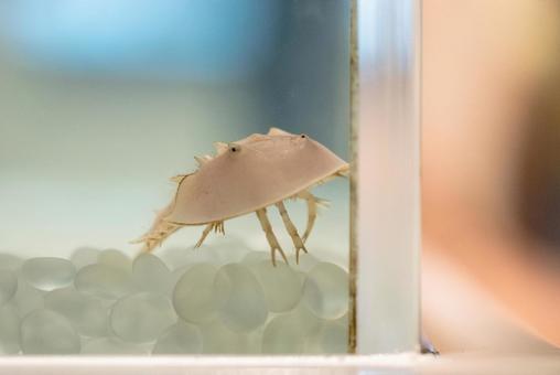 カブトガニ カブトガニの写真