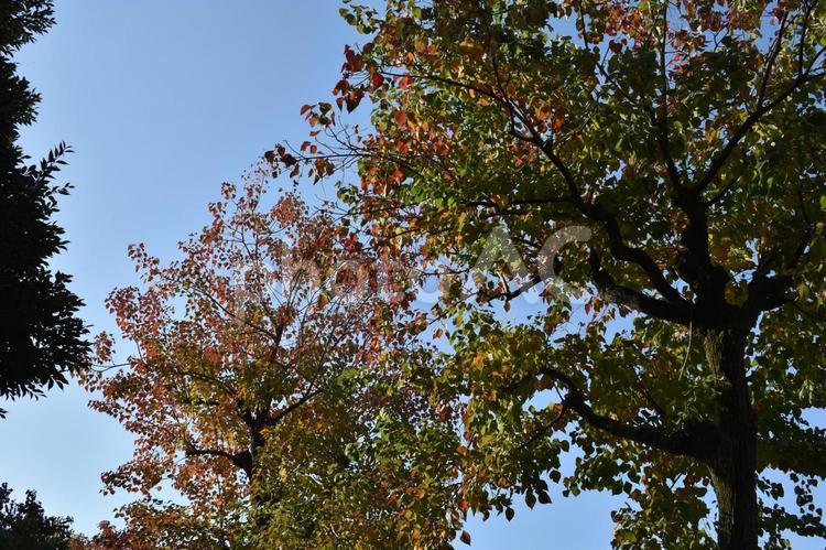 初冬の朝の横浜市北部の遊歩道の紅葉 樹木,木々,木の葉の写真素材