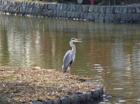 A grey heron with its mouth open on an island in a pond, JPG A grey heron with its mouth open on an island in a pond, JPG