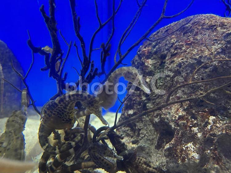須磨シーワールド　タツノオトシゴ 神戸,アクアリウム,海の生き物の写真素材