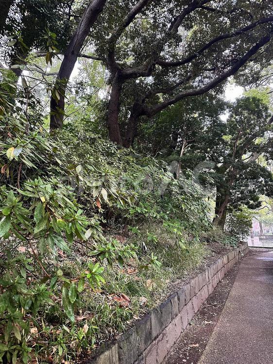 上野恩賜公園　雨の公園 上野公園,冬の上野公園,雨の上野公園の写真素材