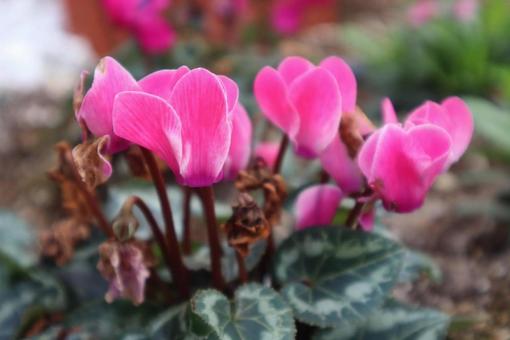 修道女の花の写真