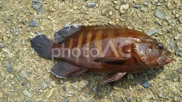 マハタ ハタ,マハタ,魚の写真素材