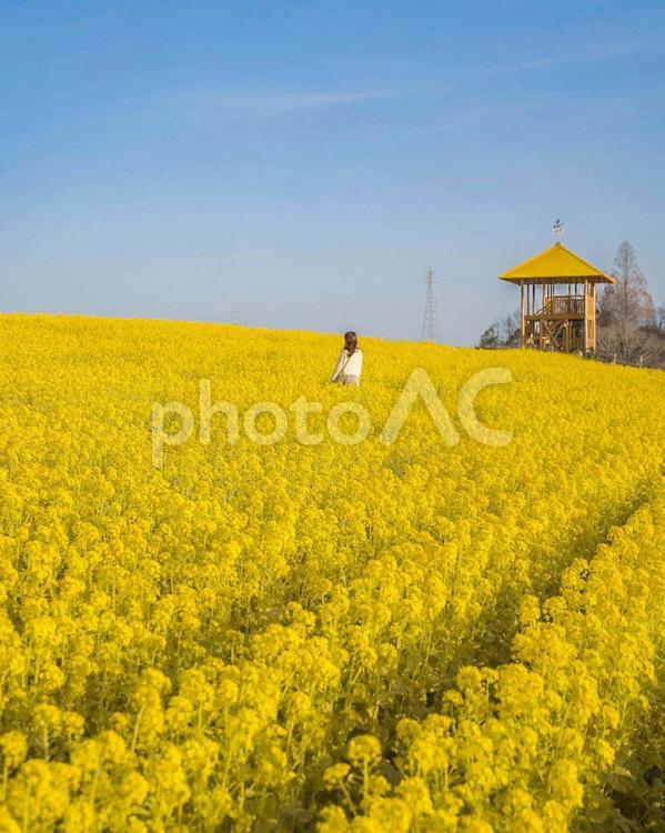 なの花畑と女性の後ろ姿 菜の花,春,花の写真素材