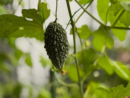 Bitter melon grown in a home garden, JPG Bitter melon grown in a home garden, JPG
