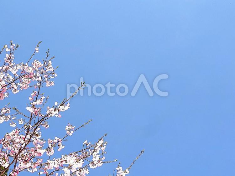 桜の枝と青空 花,春,４月の写真素材
