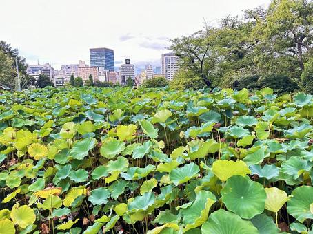上野公園 東京都台東上野 蓮 上野公園 東京都台東上野 蓮 公園,公共,上野公園の写真素材