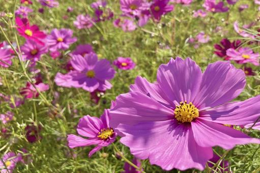 コスモス畑の中で④ コスモス畑の中で④ コスモス畑,秋桜,アップの写真素材