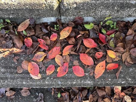 桜の紅葉の落ち葉 桜の紅葉の落ち葉 紅葉,落ち葉,枯れ葉の写真素材