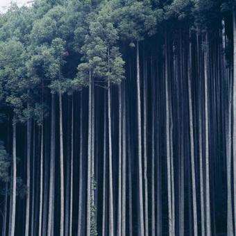 荘厳な雰囲気の杉林の写真