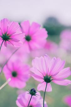 コスモスの写真