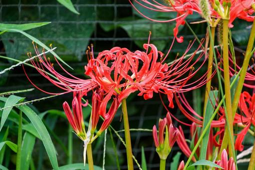 咲き誇る真紅の彼岸花 咲き誇る真紅の彼岸花 彼岸花,花,赤の写真素材