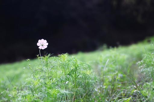 Cosmos flowers in the green, JPG