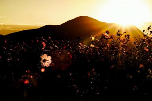 <素材>夕暮れのコスモス畑の風景 <素材>夕暮れのコスモス畑の風景 コスモス,コスモス畑,サンセットの写真素材