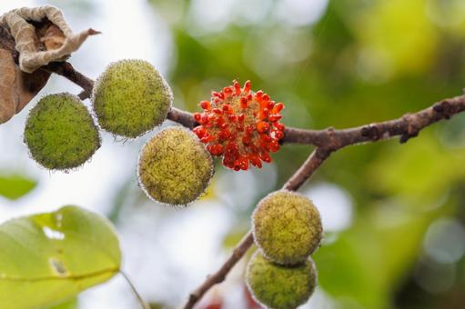 森で見つけた赤い実をつけたカジノキ 森で見つけた赤い実をつけたカジノキ 植物,実,木の写真素材