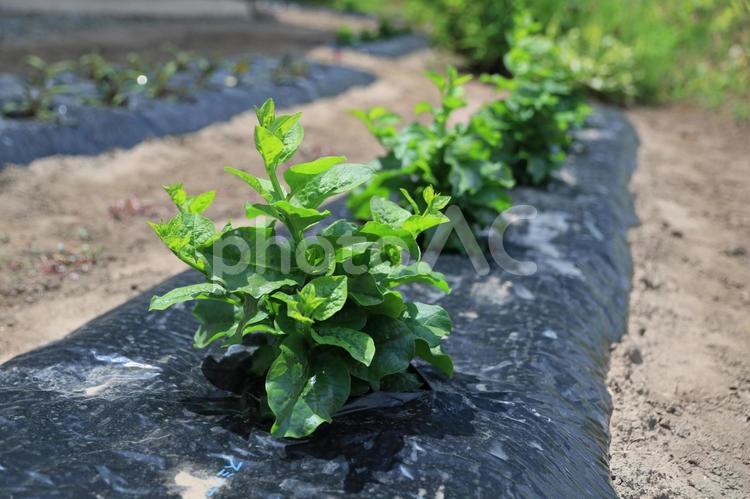 ツルムラサキの苗（植えて間もなく） ツルムラサキ,野菜,緑黄色野菜の写真素材
